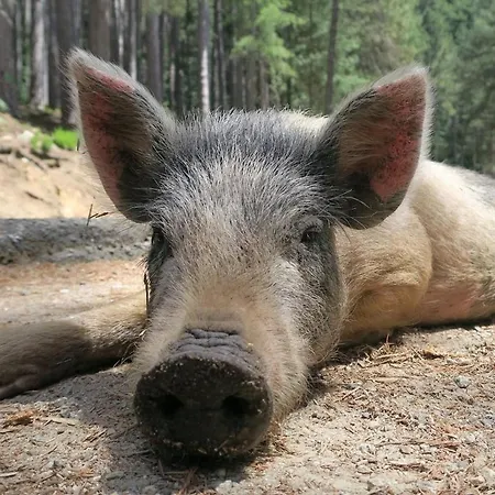 La Perle Du Valinco #familial#balcon#piscine#mer Apartamento *